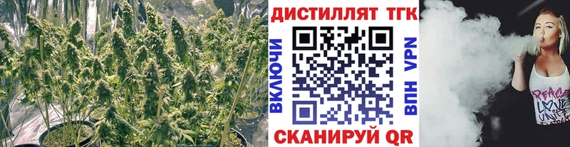 закладка  Энем  ТГК Wax 